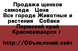 Продажа щенков самоеда › Цена ­ 40 000 - Все города Животные и растения » Собаки   . Пермский край,Красновишерск г.